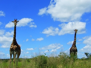 Kruger African Wildlife Safari